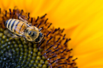 Honey Bee on Sunflower, Macro