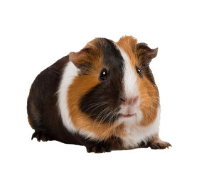 Meerschwein isoliert auf wei&szlig;en Hintergrund, Freisteller