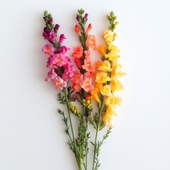 Snapdragons a genus of plants with large, tubular flowers that resemble a dragon's mouth.  Generative ai.