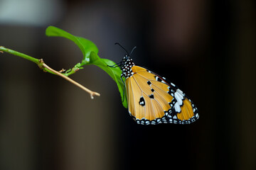 A beautiful yellow butterfly is sitting on a leaf