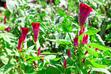  Celosia Argentea flowers showcasing colorful petals against the natural backdrop. Bunch of red flowers with green leaves