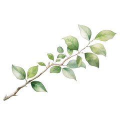 Watercolor Branch with Leaves Isolated on a Transparent Background