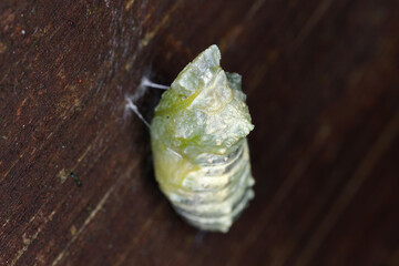 Papilio machaon Old World swallowtail butterfly Papilionidae,  change into a pupa, Portrait Macro.