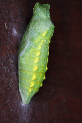 Papilio machaon Old World swallowtail butterfly Papilionidae,  change into a pupa, Portrait Macro.