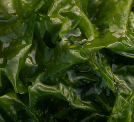 close up of seaweed on the beach  © Ellie