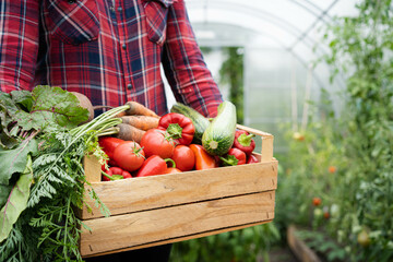 wooden box with a crop of organic vegetables in the hands of a farmer in a greenhouse, harvesting...