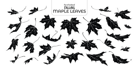 Set of isolated falling maple leaves. Cute Autumn foliage illustration in hand drawn style. Black silhouette on transparent background.
