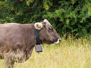 cow on a meadow