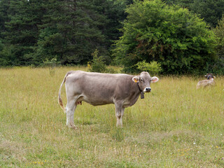Obraz premium cows in a meadow