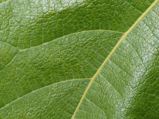 close up of leaf