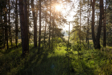 A forest with trees and grass