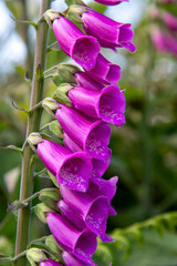 Close up of the Digitalis purpurea, purple foxglove or common foxglove, a toxic species of flowering plant native to most of temperate Europe with out of focus green in background © Sonja