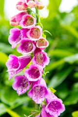 Close up of the Digitalis purpurea, purple foxglove or common foxglove, a toxic species of flowering plant native to most of temperate Europe with out of focus green in background © Sonja