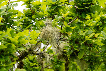 Close up of a moss-covered branches of a tree in Wistman's Wood, an ancient temperate rainforests and high-altitude oakwood in Dartmoor National Park, Devon, UK