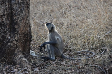 A Langur monkey staring the sky