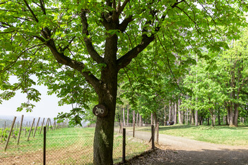 A tree with a sign on it that says 