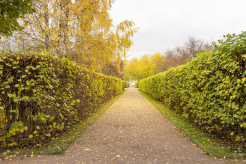 A path through a park with a hedge on either side