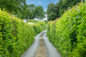 Drivers perspective view of narrow road in in Dartmoor National Park, Devon, UK lined with high hedges, hedgebanks and stone walls making driving treacherous 