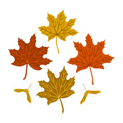 Maple tree leaves with seed pods in yellow, red, orange colors. Nature elements set. Fall season icon set. Hand drawn autumn leaves with veins.