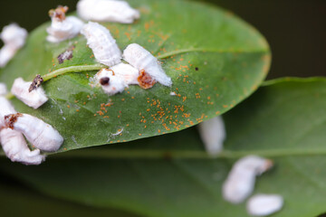 Regalis scale bug, white scale insect, Pulvinaria regalis . A sap sucking insect on the underside...