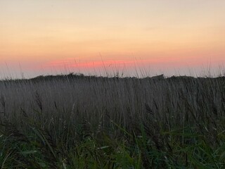 Fototapeta premium Sunset over the grass