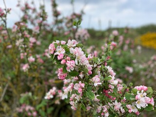 Apple Blossoms