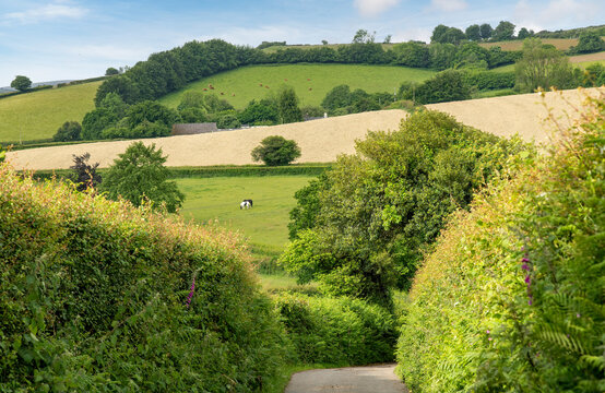 Hilly agricultural landscape seen from winding road lined with high hedges, hedgebanks and stone walls in Dartmoor National Park with white clouded blue sky