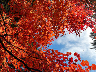 真っ赤に紅葉した木