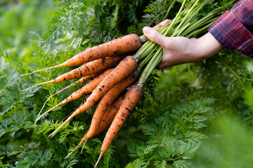 A good harvest of carrots in women's hands close-up, organic vegetables from the garden
