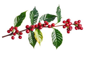 Fototapeta premium Branch of coffee plant with ripe red coffee cherries isolated on transparent background
