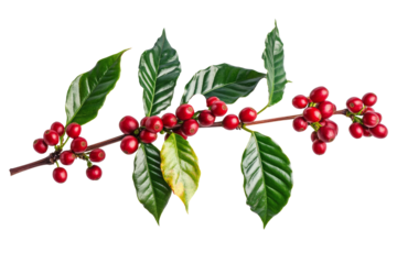 Branch of coffee plant with ripe red coffee cherries isolated on transparent background