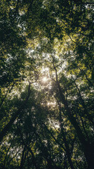 Obraz premium Sunlight Dappled Through Forest Canopy, A Symphony of Green and Gold.