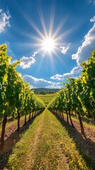 Fototapeta premium Sunlit Vineyard Landscape, a vibrant scene of lush grapevines stretching across rolling hills, bathed in golden sunlight, evoking tranquility and the promise of fine wine.
