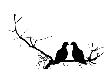 Couple-love pigeon silhouette on dry branch isolate on transparent background