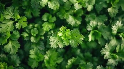 Fresh Green Coriander Leaves.