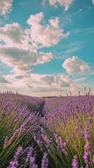 Fototapeta premium Lavender Fields Under a Cloudy Sky, expansive purple blossoms stretch across rolling hills, a serene landscape enhanced by soft, billowing clouds in the vibrant blue sky.