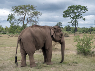 Fototapeta premium Pygmy Indian elephant with a long tail in the middle of nature