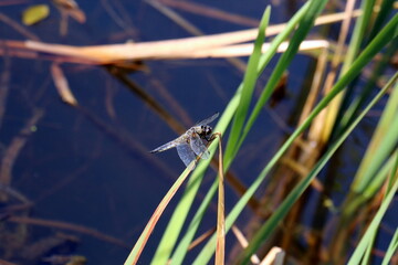 Summer plants and flowers in Israel close-up.