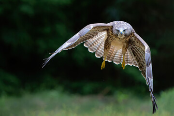 Common Buzzard (Buteo buteo) flying in the forest of Noord Brabant in the Netherlands.  Green forest background