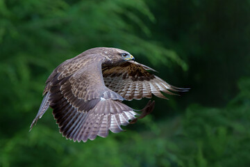 Common Buzzard (Buteo buteo) flying in the forest of Noord Brabant in the Netherlands.  Green forest background