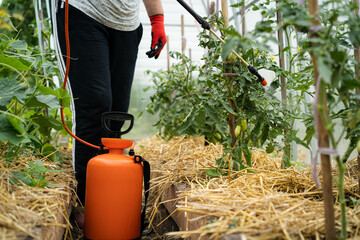 treatment of tomato plants from harmful precipitation in the form of dew and from pests and gray...