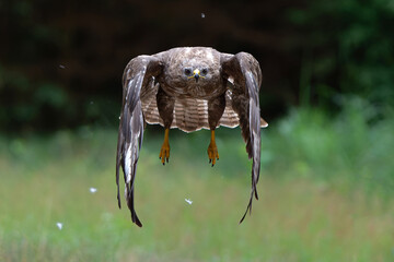 Common Buzzard (Buteo buteo) flying in the forest of Noord Brabant in the Netherlands.  Green forest background
