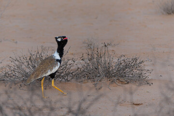 Northern black korhaan (Afrotis afraoides), also known as the white-quilled bustard, searching for food in the Kalahari Desert in the Kgalagadi Transfrontier Park in South Africa