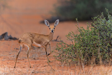 Steenbok (Raphicerus campestris) searchig for food in the dry red dunes of the Kalahari Desert in the Kgalagadi Transfrontier Park in South Africa.