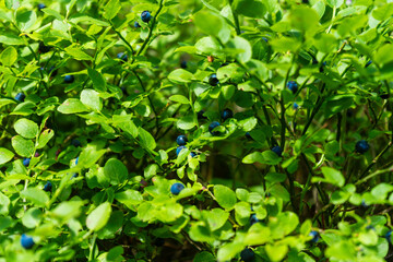  Blueberries harvest from the bushes in the Bavarian Forest Germany