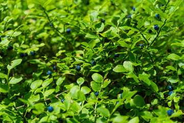  Blueberries harvest from the bushes in the Bavarian Forest Germany