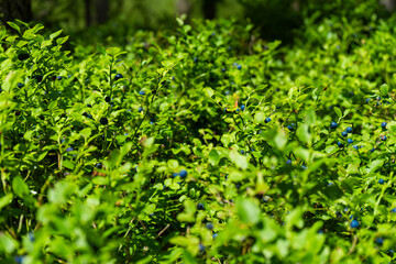  Blueberries harvest from the bushes in the Bavarian Forest Germany