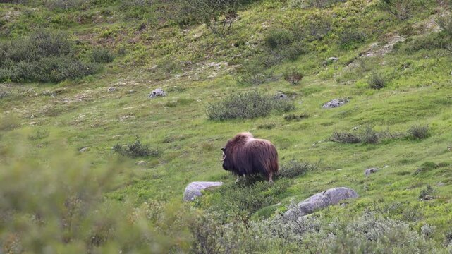 Muskox ruminate on ground relaxed at birch trees front view dovrefjell norway in 4K Slow Motion