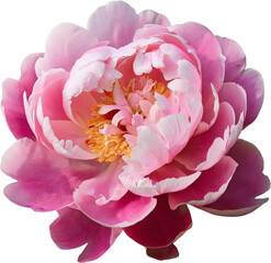 A stunning pink peony flower showcasing lush petals and vibrant colors, perfect for floral-themed designs and nature projects.