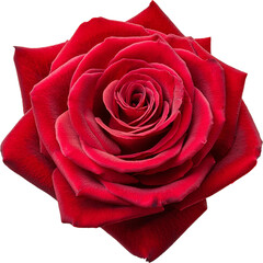 A stunning red rose showcasing vibrant petals and intricate details, symbolizing love and beauty in nature.